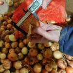 Фото №3 Лук репчатый. Качество не сетевое.