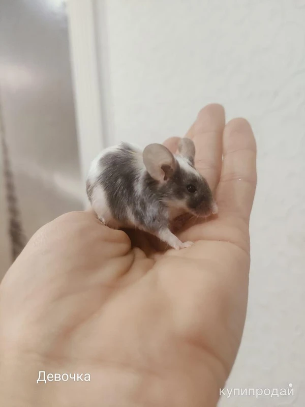 Фото Сатиновые мышки