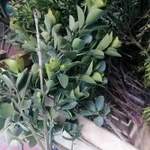 Фото №7 Самшит вечно зелёный. Цена за веточку.