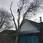 Фото №11 Спил деревьев.Удаление деревьев.Арбористика