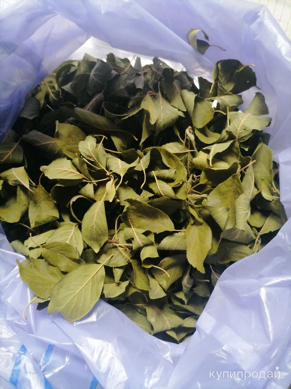 Фото Листья алычи дикой. Цена за 50 грамм.