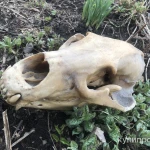 Фото №7 Череп медведя имитация