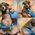 Фото №6 Американский булли, щенки xl, стандарт, классик