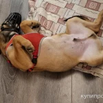 Фото №2 Отдам щенка в хорошие руки совершенно бесплатно