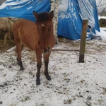 Фото №2 Жеребята