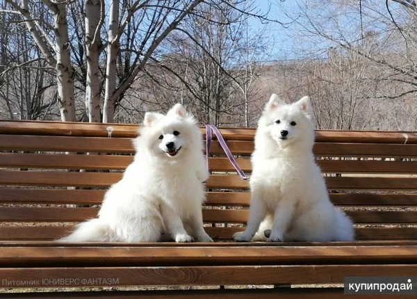 Фото Белый шпиц Щенки японского шпица