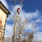 Фото №2 Обрезка деревьев, Кронирование, стрижка изгороди