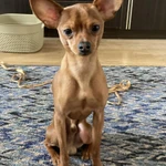 Фото №3 Вязка бесплатно