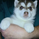 Фото №7 Щенки Хаски с родословной.