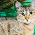 Фото №2 Кошечка Веста - юная полосаточка в дар