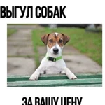 Выгул собак/других животных