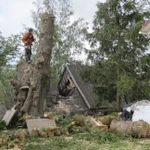 Фото №4 Удаление деревьев, дробление пней, измельчение веток