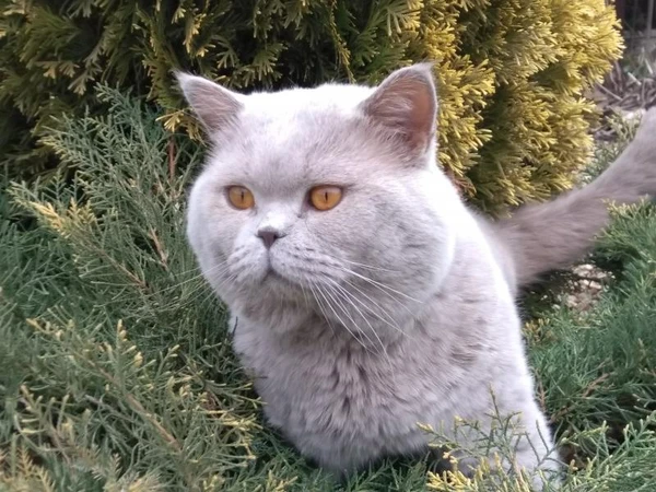 Фото Вязка с шотландцем