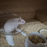 Фото №3 Сирийские хомяки