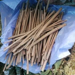 Фото №5 Лещина лесная веточки. Цена за 100 грамм.