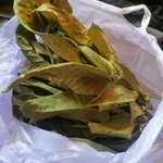 Фото №3 Листья грецкого ореха. Цена за 100 грамм.