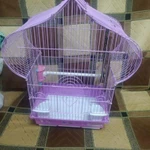 Фото №3 Когтеточка большая