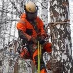 Спилить дерево, спил деревьев без автовышки