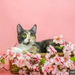 Фото №3 Трехцветная Мася