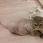 Фото №2 Стрижка кошек и котов на дому.
