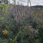 Фото №7 Дербенник иволистный . Цена за 100 грамм. .