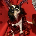 Фото №3 Кинг чарльз спаниель