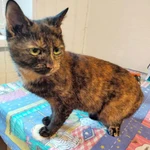 Фото №4 Черепаховая красавица Анфиса, молодая домашняя кошечка в добрые руки