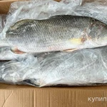 Фото №2 Рыба Баррамунди 2-4кг