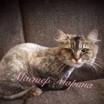 Фото №3 Груминг кошек