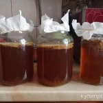 Фото №6 Чайный Гриб Комбуча Фанго