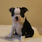 Фото №3 Бостон терьер щеночки