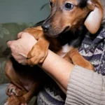 Фото №4 Щенок метис русской гончей