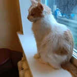 Фото №4 Молоденькая кошечка Белочка в добрые руки