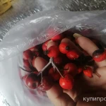 Фото №4 Плоды шиповника свежего. Цены за 100 грамм.