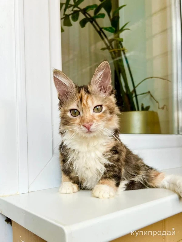 Фото Хрустальный котенок Виша в самые добрые руки