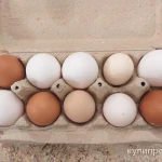 фото Яйца домашние