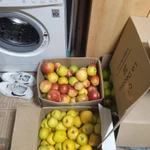 Фото №5 Продам яблоки. ?