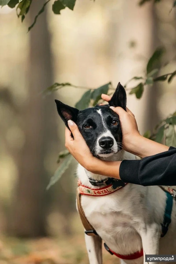 Фото Красавица Грея в поисках дома и хозяина