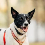 Фото №9 Красавица Грея в поисках дома и хозяина