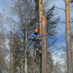 Спил Деревьев Спб и ло