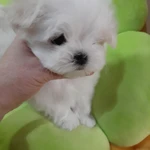 Фото №6 Роскошные девочки Мальтезе