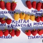 Фото №8 Малина летняя и ремонтантная 40 сортов