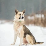 Фото №3 Алмаз