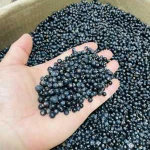 фото Ягоды Можжевельника