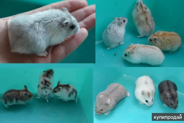 Фото Ручные хомяки Кэмпбелла и Джунгарские, клетки