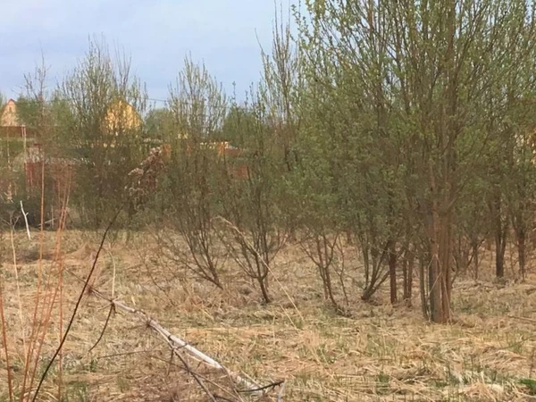 Фото Продам дрова