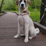 Фото №7 Щенок САО