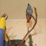 Фото №2 Продам птенцов крупного попугаях