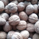 фото продаю грецкие орехи и жёлтую айву в ст. Кривянская Ростов. обл.