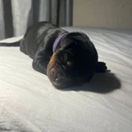 Фото №4 Продаются замечательные щенки породы "Доберман" от титулованных родителей.